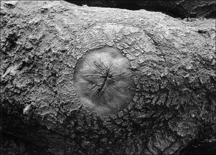 Gigabitfilm  Erste Ergebnisse 3/7 (Foto: Bodo P. Schmitz, www.zonesystem.de)