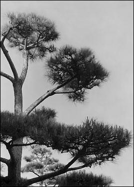 Gigabitfilm  Erste Ergebnisse 5/7 (Foto: Bodo P. Schmitz, www.zonesystem.de)