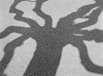 View shadow of a plane tree at the Shadow gallery (Photo: Bodo P. Schmitz, www.zonesystem.de)